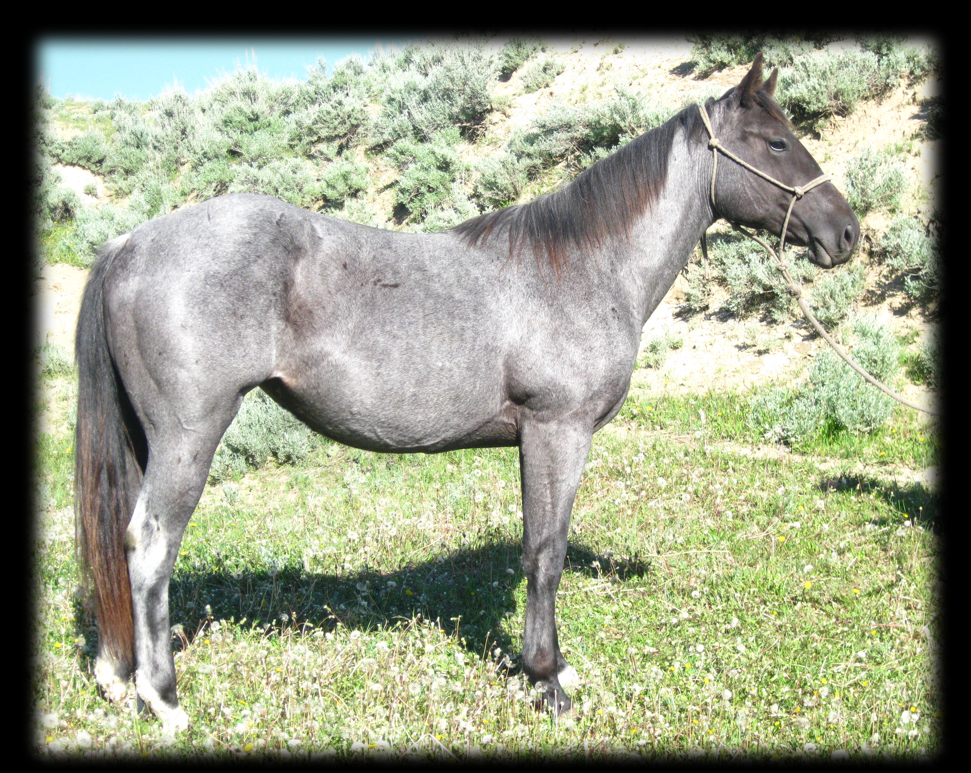 2 year old blue roan filly , Joe Hancock  and Blue Valentine